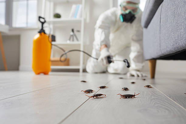 Commercial Kitchen Cockroach Control in Huntsville